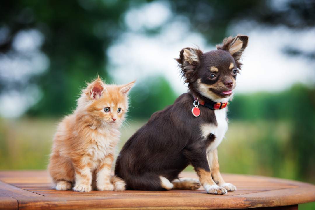 cat and a puppy sitting on a bench.