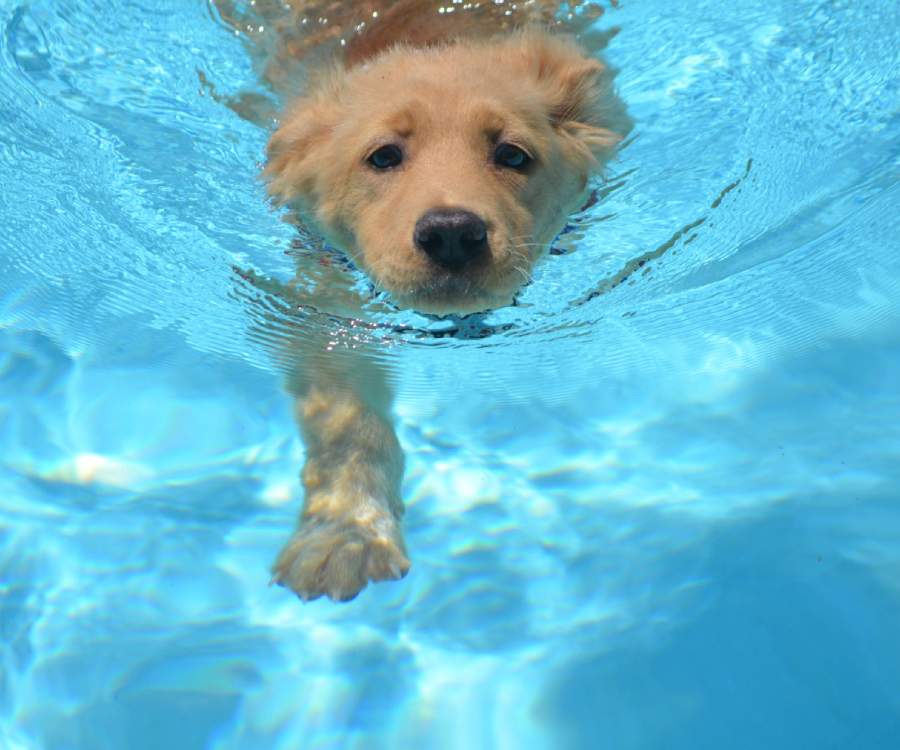 An adorable golden retriever pup swimming in a pool.<br />
