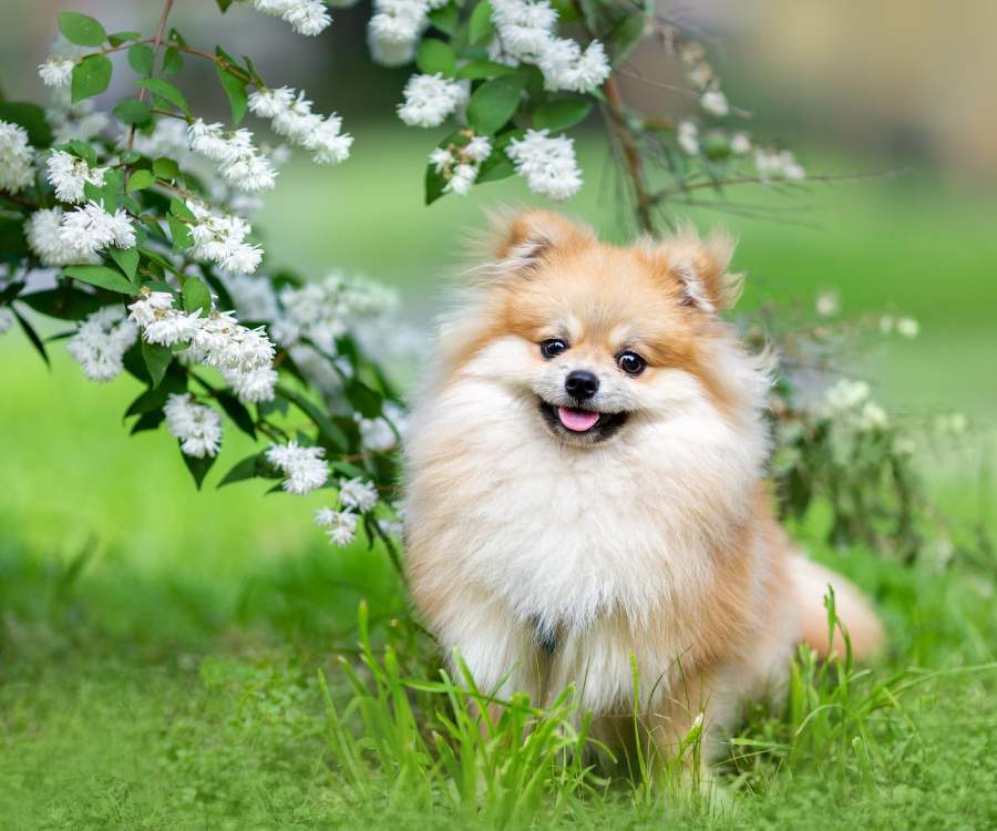 Dog sitting on the grass