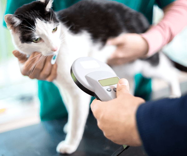 Cat microchipping