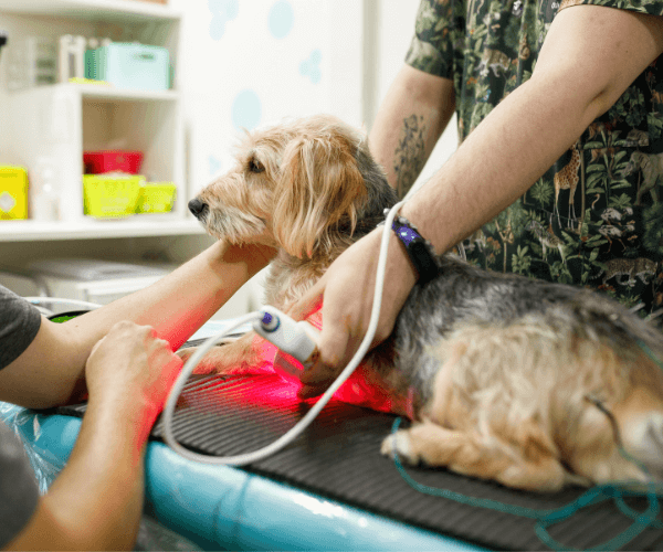 Dog undergoing laser treatment