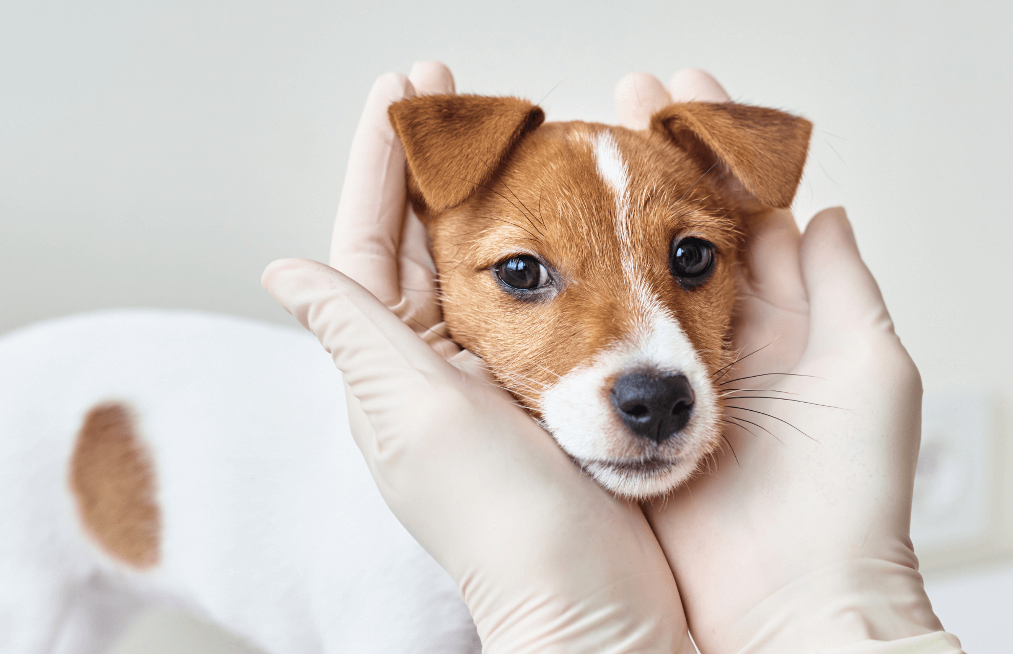 Veterinary doctor examines puppy dog.