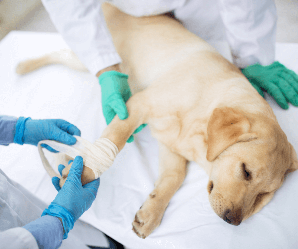 Vet treating labrador with broken leg