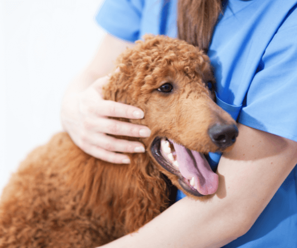 Dog being pampered by vet