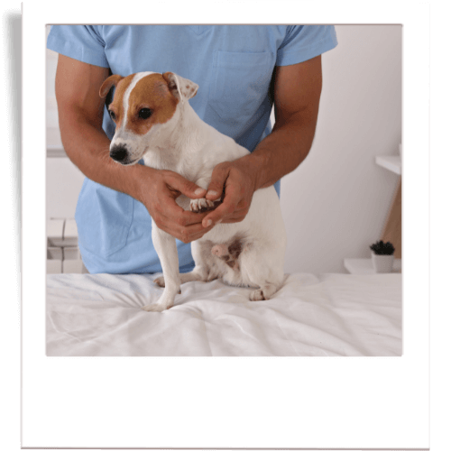 Doctor examining dog