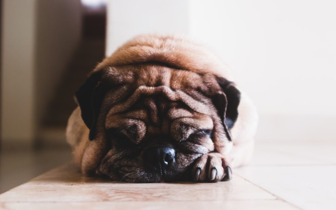 Wrinkly pug sleeping on a bed facing the camera.